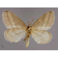 /filer/webapps/moths/media/images/L/lactea_Leucoxema_A_ZSM_02.jpg