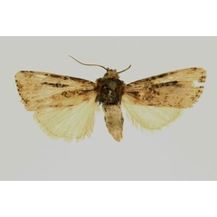 /filer/webapps/moths/media/images/T/transfixa_Micraxylia_HT_RMCA_02.jpg