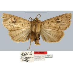 /filer/webapps/moths/media/images/G/griveaudi_Athetis_HT_MNHN.jpg