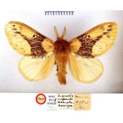 /filer/webapps/moths/media/images/A/audeoudi_Euproctis_HT_MHNG.jpg