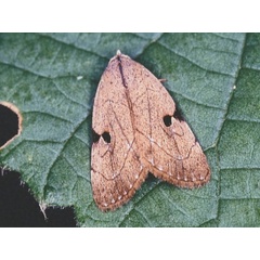 /filer/webapps/moths/media/images/N/nana_Oglasa_A_Roland.JPG