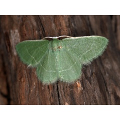 /filer/webapps/moths/media/images/M/malescripta_Chlorissa_A_Roland.jpg