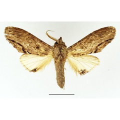 /filer/webapps/moths/media/images/C/centralis_Atrasana_AM_Basquin.jpg