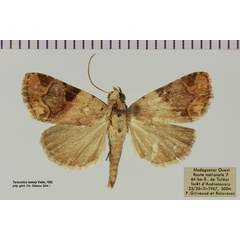 /filer/webapps/moths/media/images/I/isekaly_Taraconica_AM_MNHN.jpg