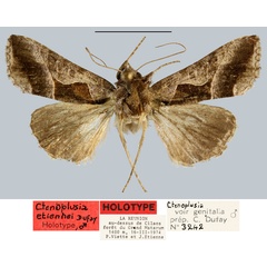 /filer/webapps/moths/media/images/E/etiennei_Ctenoplusia_HT_MNHN.jpg