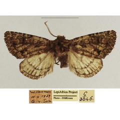 /filer/webapps/moths/media/images/S/swartlandensis_Klugeana_AM_TMSA.jpg