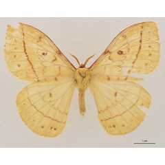 /filer/webapps/moths/media/images/U/upembana_Tagoropsiella_HT_RBINS_01.jpg