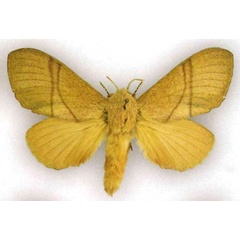 /filer/webapps/moths/media/images/C/convergens_Pachypasa_STF_MfN.jpg