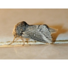 /filer/webapps/moths/media/images/P/parva_Sena_A_Sydes.jpg