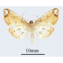 /filer/webapps/moths/media/images/L/latizonalis_Sijua_AM_ANHRTb.JPG