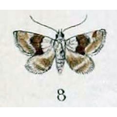 /filer/webapps/moths/media/images/F/futilis_Erastria_HT_Swinhoe_47_8.jpg