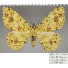 /filer/webapps/moths/media/images/A/argillacea_Cleora_AM_ZSM.jpg