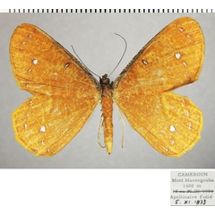 /filer/webapps/moths/media/images/A/aureola_Melinoessa_AF_ZSM_02.jpg