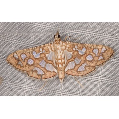 /filer/webapps/moths/media/images/A/aphrospila_Nausinoella_AF_Heyns.jpg