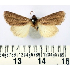 /filer/webapps/moths/media/images/B/bussindii_Aspidifrontia_AM_BMNH.jpg