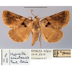 /filer/webapps/moths/media/images/S/somaliensis_Hypaetra_PT_MSNM.jpg