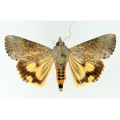 /filer/webapps/moths/media/images/D/deflorata_Hypocala_AF_TMSA_01.jpg