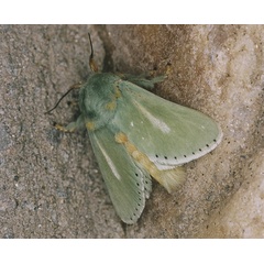 /filer/webapps/moths/media/images/A/argentilinea_Coenobasis_A_Roland_01.jpg
