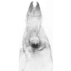 /filer/webapps/moths/media/images/G/geyri_Sesamia_GF_NHMUK_1452.jpg