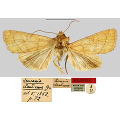 /filer/webapps/moths/media/images/C/claudicans_Leucania_HT_MNHN.jpg