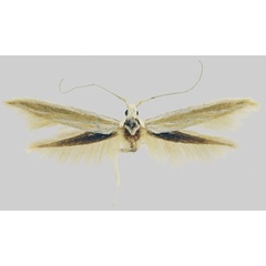 /filer/webapps/moths/media/images/D/demiranda_Coleophora_HT_MfN.jpg