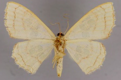 Antitrygodes herbuloti