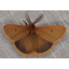 /filer/webapps/moths/media/images/D/dregei_Bracharoa_AM_Heyns_02.jpg