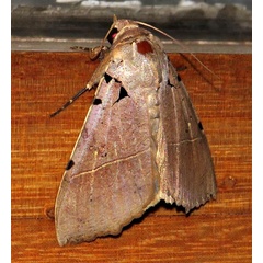 /filer/webapps/moths/media/images/K/korana_Serrodes_A_Braun_14.jpg