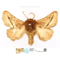 /filer/webapps/moths/media/images/A/albiviata_Thosea_ST_BMNH_02_cZFjryg.jpg