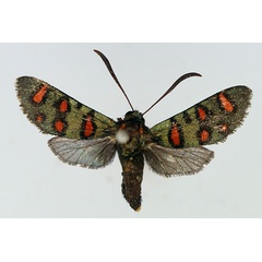 /filer/webapps/moths/media/images/E/elegans_Arniocera_AM_TMSA.jpg