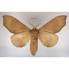 /filer/webapps/moths/media/images/A/angulata_Gonobombyx_AF_MGCLb_02.jpg