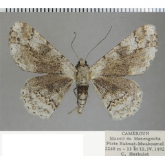 /filer/webapps/moths/media/images/R/reciprocaria_Ascotis_AF_ZSM_01.jpg