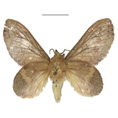 /filer/webapps/moths/media/images/L/longipennis_Typhonoya_AF_ANHRT.jpg