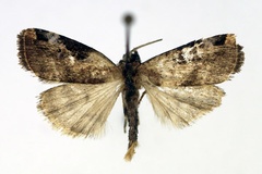 Ethionodes brunneaplaga