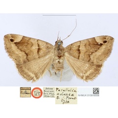 /filer/webapps/moths/media/images/A/adunca_Parallelia_HT_BMNH_I7WH8TG.jpg