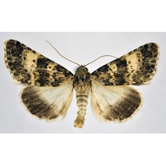 /filer/webapps/moths/media/images/E/ellisoni_Drasteriodes_AM_NHMO.jpg