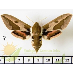 /filer/webapps/moths/media/images/E/euphorbiae_Hyles_AF_SMCR_02.jpg