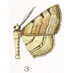 /filer/webapps/moths/media/images/A/aliena_Obolcola_HT_Prout_1-3.jpg