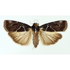 /filer/webapps/moths/media/images/P/persinuosa_Mesogenea_AF_TMSA_01.jpg