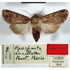 /filer/webapps/moths/media/images/A/ancillottoi_Apospasta_PTF_MSNM.jpg