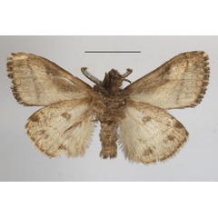/filer/webapps/moths/media/images/C/curvivirgata_Laelia_AM_MGCLb_01.jpg