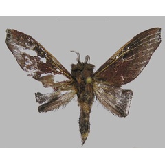 /filer/webapps/moths/media/images/K/kylei_Pseudotrabala_PTM_Mueller.jpg