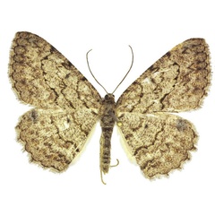 /filer/webapps/moths/media/images/C/cryptica_Morabia_HT_ANHRTa.jpg