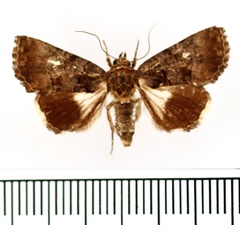 /filer/webapps/moths/media/images/S/scotaea_Aedia_AM_BMNH.jpg