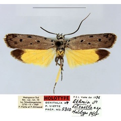 /filer/webapps/moths/media/images/S/sotsaella_Ethmia_HT_MNHN_AMbVrGa.jpg