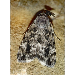 /filer/webapps/moths/media/images/A/acronyctoides_Tachosa_A_Roland_01.jpg
