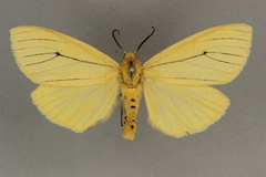 Estigmene tenuistrigata
