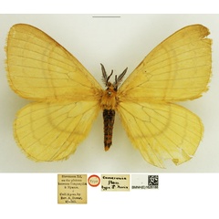 /filer/webapps/moths/media/images/F/flava_Camerunia_STM_NHMUK.jpg