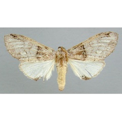 /filer/webapps/moths/media/images/V/viridipulverea_Chlorochadisra_A_RMCA.jpg