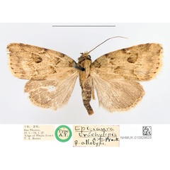 /filer/webapps/moths/media/images/T/trachylepis_Epigiaura_AT_NHMUK.jpg